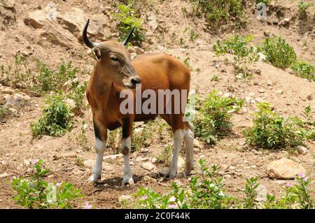 Le 'banteng' est une espèce de bovins sauvages que l'on trouve en Asie du Sud-est. Banque D'Images