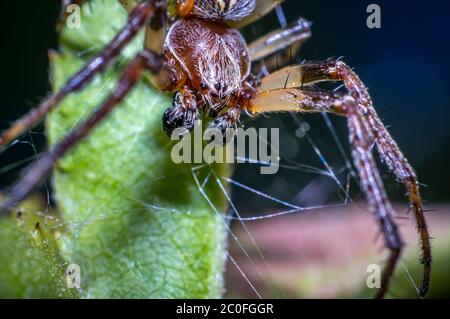 grande araignée sur la prairie d'été Banque D'Images