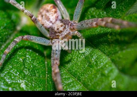 grande araignée sur la feuille d'ortie verte dans la forêt Banque D'Images