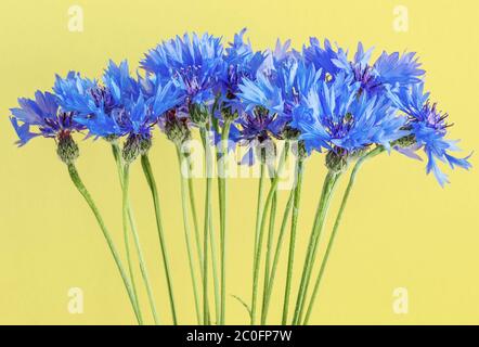 Belles fleurs de cornflowers sur fond jaune. Fleurs sauvages d'été. Banque D'Images