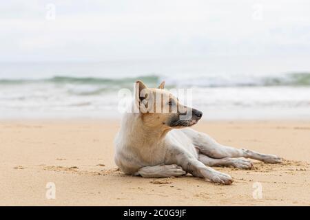 Chien sans abri sur la plage de sable brun. Chien sans abri se détendre sur la plage tropicale de sable brun. Banque D'Images