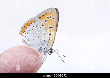 Papillon coloré assis sur le doigt sur le fond blanc Banque D'Images