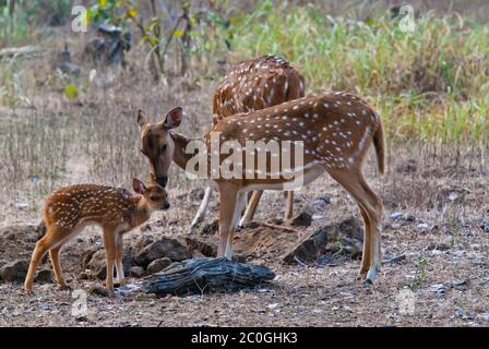 Axe (repéré) cerf Doe et fauve (axe de l'axe) dans le parc national de Bandhavgarh en Inde Banque D'Images