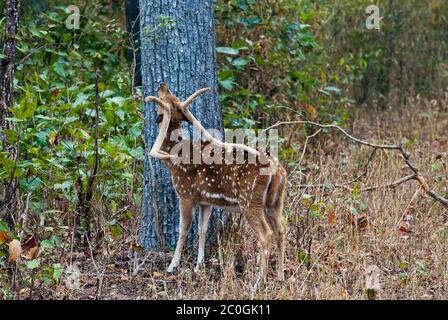 Axe (tacheté) cerf buck (axe de l'axe) dans le parc national de Bandhavgarh Inde Banque D'Images