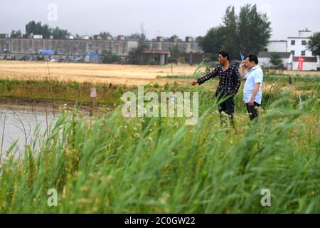 (200612) -- HEFEI, 12 juin 2020 (Xinhua) -- Zheng Jiawei (R), le père de Chu Siyang, s'interroge sur l'élevage de poissons dans le village de Wangli, dans le comté de Yingshang, province d'Anhui, en Chine orientale, 10 juin 2020. Chu Siyang est une jeune fille de 9 ans, dont les parents sont tous deux des travailleurs de base engagés dans la lutte contre la pauvreté dans le pays. En 2017, le père de Siyang, Zheng Jiawei, s'est porté volontaire pour travailler comme travailleur de base dans le village de Wangli, dans le comté de Yingshang, en aidant les villageois locaux à éliminer la pauvreté et à développer des infrastructures. Sa mère, était déjà occupée à travailler en première ligne des villages frappés par la pauvreté, c Banque D'Images