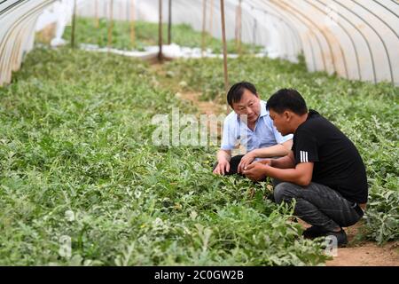 (200612) -- HEFEI, 12 juin 2020 (Xinhua) -- Zheng Jiawei (L), le père de Chu Siyang, travaille dans une serre dans le village de Wangli, dans le comté de Yingshang, province d'Anhui, en Chine orientale, le 10 juin 2020. Chu Siyang est une jeune fille de 9 ans, dont les parents sont tous deux des travailleurs de base engagés dans la lutte contre la pauvreté dans le pays. En 2017, le père de Siyang, Zheng Jiawei, s'est porté volontaire pour travailler comme travailleur de base dans le village de Wangli, dans le comté de Yingshang, en aidant les villageois locaux à éliminer la pauvreté et à développer des infrastructures. Sa mère, déjà occupée à travailler en première ligne dans des villages frappés par la pauvreté, ne pouvait pas Banque D'Images