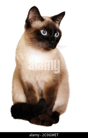 Un chat siamois avec des yeux bleu vif isolés sur blanc Banque D'Images