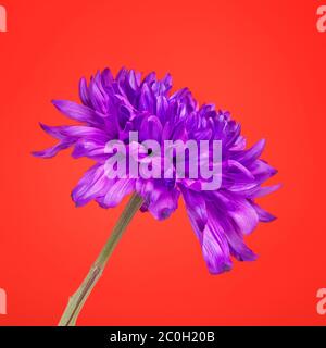 Fleur de chrysanthème violet Banque D'Images
