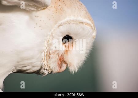 Gros plan de la tête d'un hibou de la grange, nom latin Tyto Alba, regardant vers le bas. Banque D'Images