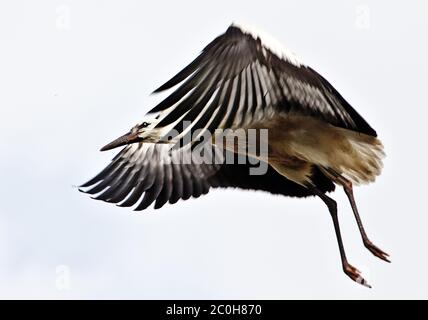 Ciconie blanche volant, Ciconia ciconia, Petershagen Banque D'Images