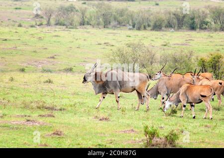 Troupeau d'elands communs, Taurotragus oryx, avec un grand mâle en pâturage dans les prairies à la réserve nationale de Masai Mara. Kenya. Afrique. Banque D'Images