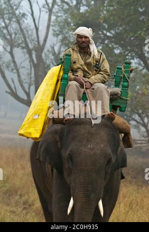 Garde-forestier patrouilant sur l'éléphant dans le parc national de Bandhavgarh, Inde Banque D'Images