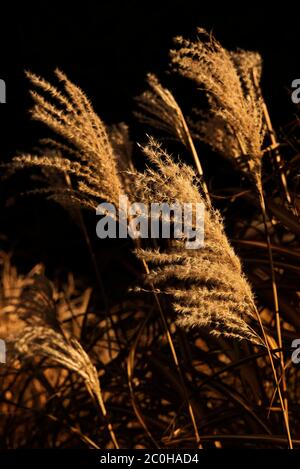 Le soleil couchant sur Miscanthus sinensis qui sont allés à la graine à l'automne / ensemble d'automne sur un fond sombre. Banque D'Images