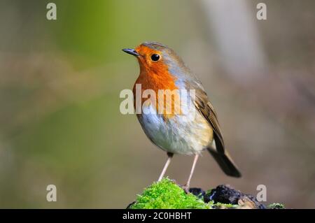 un voleur adulte perché en hiver Banque D'Images