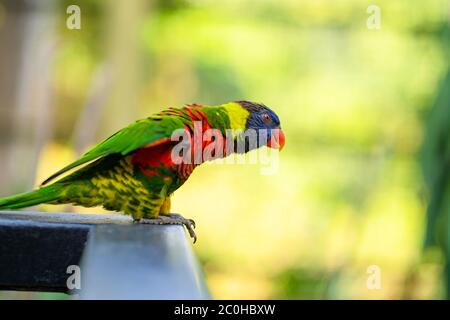 Perroquets Rainbow Lorikeet dans un parc verdoyant. Parc ornithologique, faune. Banque D'Images