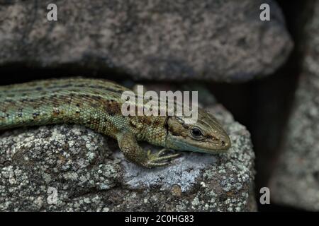 Lizard commun, lézard vipare sur un mur de pierre sec Banque D'Images