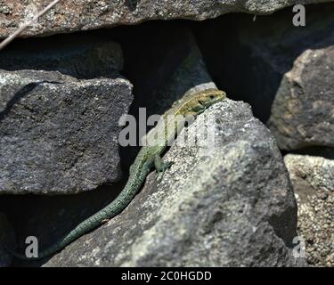 Lizard commun, lézard vipare sur un mur de pierre sec Banque D'Images