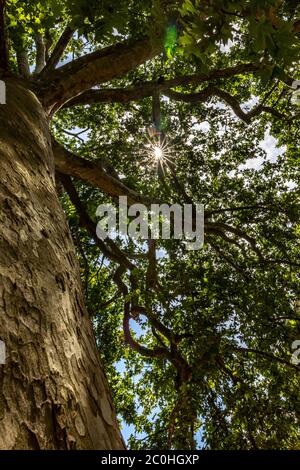 Paris, France - 11 juin 2020 : platane au jardin des plantes à Paris. Cet arbre a été désigné comme un arbre remarquable en raison de son âge (235 ans) Banque D'Images