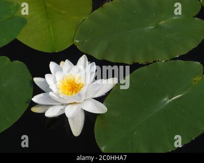Nénuphar blanc Banque D'Images