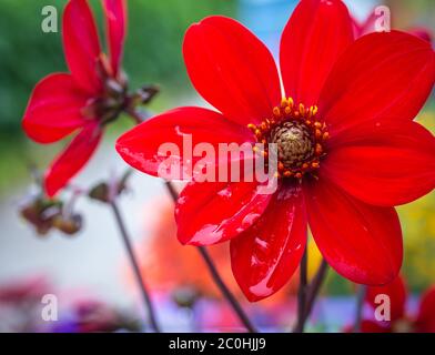 Fleur unique de l'évêque d'Auckland (Dahlia Pooh) de Dahlia Rouge, un jour ensoleillé. Banque D'Images