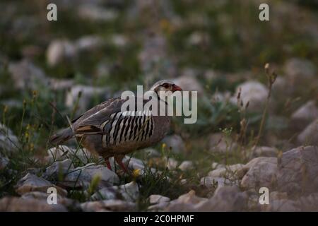 Rock Partridge - Alectoris graeca, magnifique oiseau coloré de Souther Européens buissons nad rocks, Pag Island, Croatie. Banque D'Images