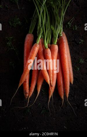 Bouquet de carottes sur fond sombre Banque D'Images