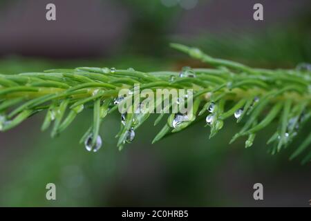 Gouttes transparentes après la pluie sur les branches d'épinette. Banque D'Images