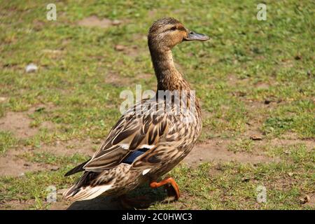 Une belle femelle canard colvert marchant sur l'herbe. Banque D'Images