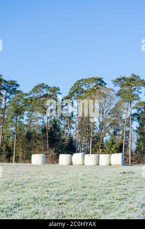 Balles de foin pour fourrage enveloppé dans du plastique sur le terrain agricole par une forêt dans la campagne rurale de Westerwald Rhénanie-Palatinat, Allemagne, Europe Banque D'Images