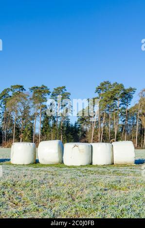 Balles de foin pour fourrage enveloppé dans du plastique sur le terrain agricole par une forêt dans la campagne rurale de Westerwald Rhénanie-Palatinat, Allemagne, Europe Banque D'Images