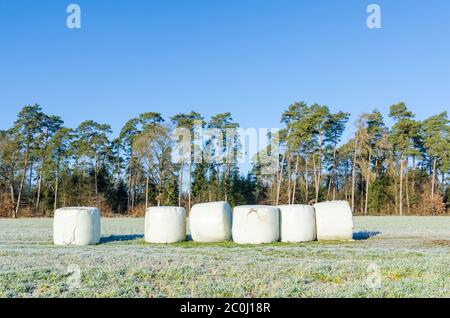 Balles de foin pour fourrage enveloppé dans du plastique sur le terrain agricole par une forêt dans la campagne rurale de Westerwald Rhénanie-Palatinat, Allemagne, Europe Banque D'Images