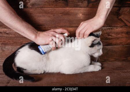 Traitement d'un chat noir et blanc à partir de puces et de tiques. Spray pour animaux. Un homme traite un chat pour le protéger des ravageurs. Fond en bois brun. Banque D'Images