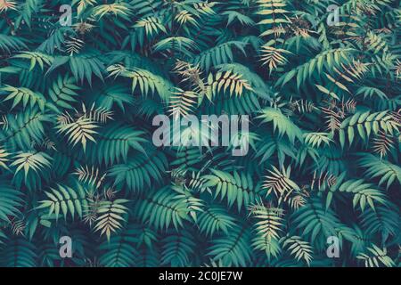 Motif sans couture pour plantes tropicales. Fond de printemps avec des feuilles vertes. Fleur sans couture et feuille de palmier. Vue de dessus. Banque D'Images