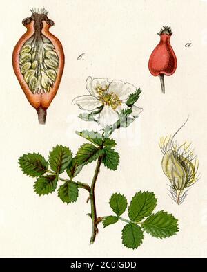 Rose chien / Rosa canina / Hundsrose (livre de biologie, 1884) Banque D'Images