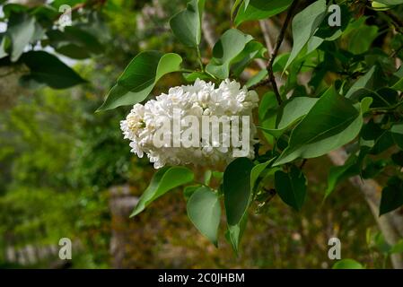 Branche de Syringa vulgaris aux fleurs blanches Banque D'Images