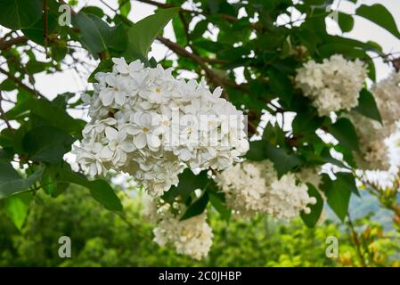 Branche de Syringa vulgaris aux fleurs blanches Banque D'Images