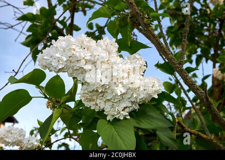 Branche de Syringa vulgaris aux fleurs blanches Banque D'Images