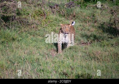 léopard marchant vers la caméra dans la lumière du soleil africaine de la mara masai, Kenya Banque D'Images