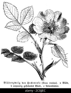 Rose chien / Rosa canina / Hundsrose (livre de biologie, 1880) Banque D'Images