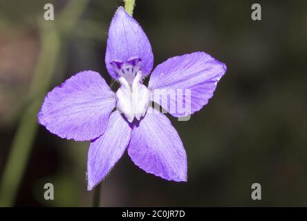 Forking Larkspur Banque D'Images