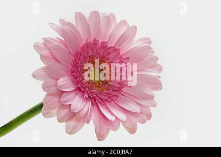 Gerbera rose sur fond blanc - grand - macro - couleur pastel - comme fond Banque D'Images