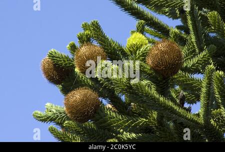 Pin du Chili Araucaria araucana Banque D'Images