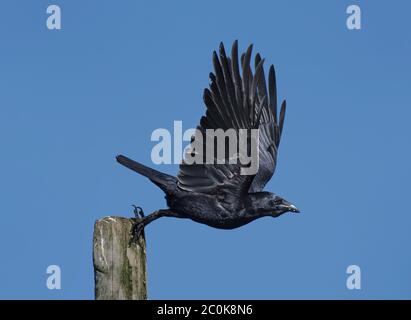 Carrion Crow, Corvus corone, qui débarque de la poste, Lancashire, Royaume-Uni Banque D'Images