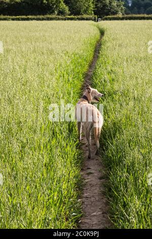 Un chien de chasse sur un sentier à travers un champ de blé jeune au début de l'été, Herefordshire, Royaume-Uni Banque D'Images