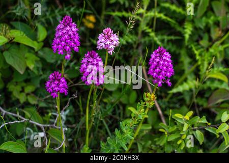 Orchidées fleurissent, Anacamptis pyramidalis Banque D'Images