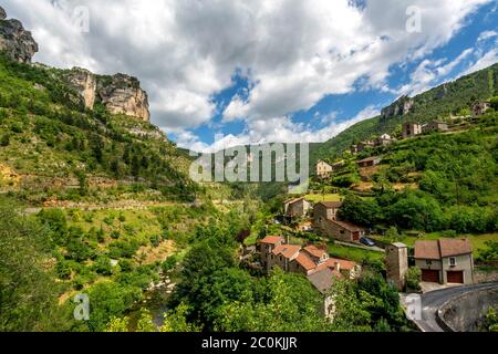 Le maquis dans les Gorges de la Jonte. Patrimoine mondial de l'UNESCO. Parc national de Cévennes. Lozère. Occitanie. France Banque D'Images