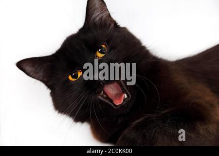 Chat noir en colère posé sur fond blanc Banque D'Images