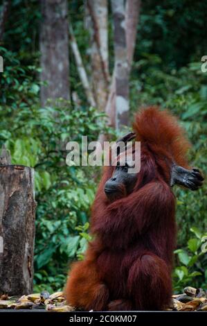 Assis Orang Utan à Bornéo Indonésie Banque D'Images