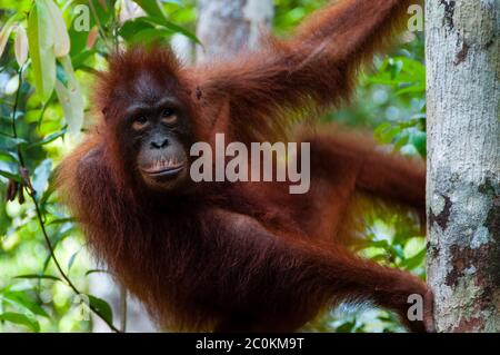 Orang-outan assis sur un arbre Banque D'Images