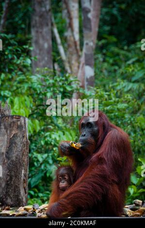 Assis Orang Utan avec bébé à Bornéo Indonésie Banque D'Images